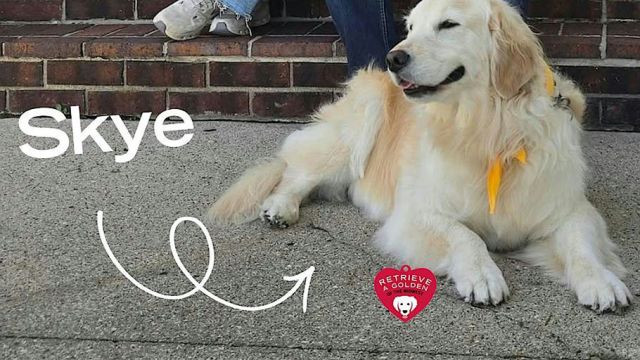 A golden retriever named Skye rests on a sidewalk.