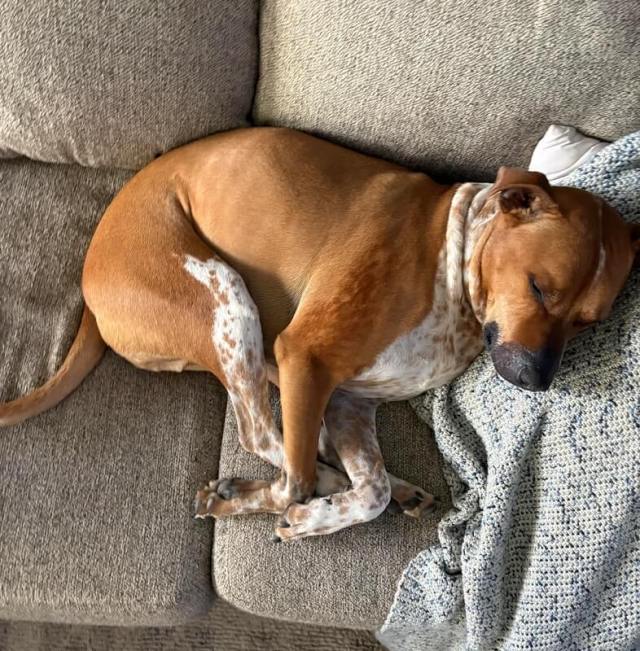 The same dog sleeping on the couch with its ribs no longer visible.
