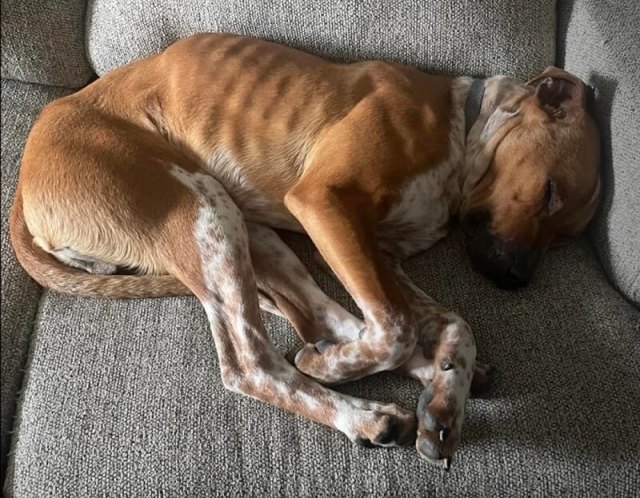 A dog with ribs visible through its fur sleeps on a coach.