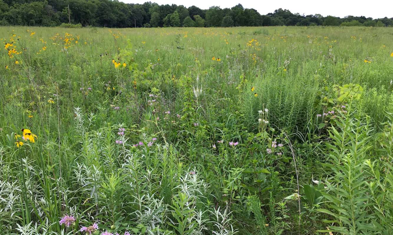 A vibrant field filled with various wildflowers and lush green grass under a cloudy sky.