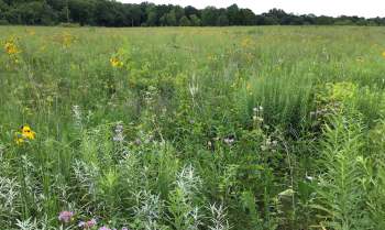 A vibrant field filled with various wildflowers and lush green grass under a cloudy sky.