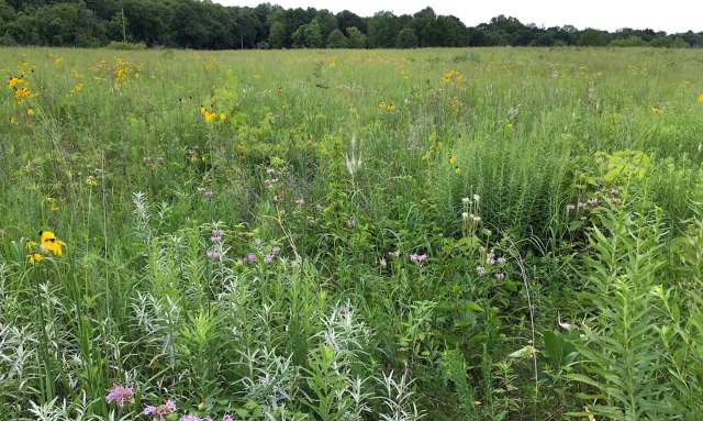A vibrant field filled with various wildflowers and lush green grass under a cloudy sky.