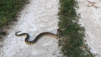 A large Burmese python slithering across a gravel path surrounded by grass.
