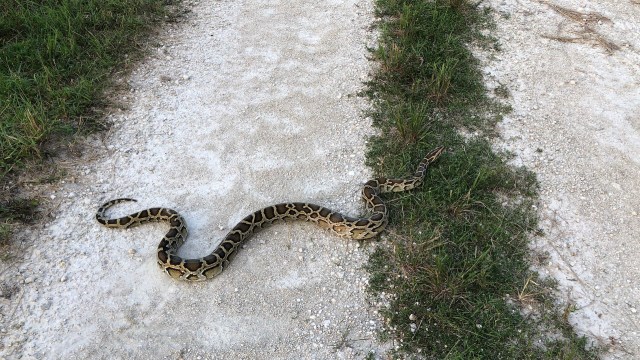 A large Burmese python slithering across a gravel path surrounded by grass.