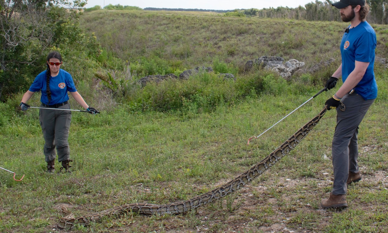 Two people are holding a large python in a grassy area while wearing gloves and protective clothing.