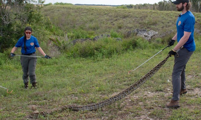 Two people are holding a large python in a grassy area while wearing gloves and protective clothing.