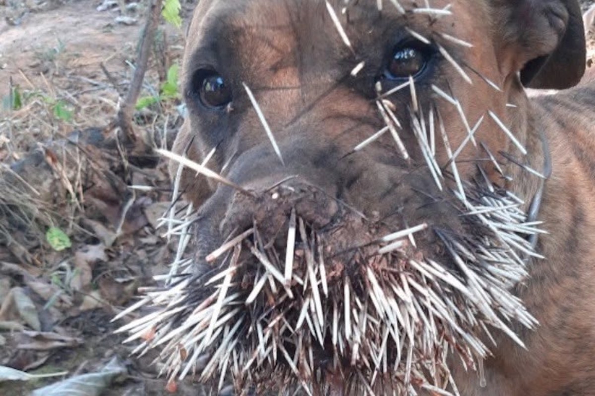 A brown dog has dozens of porcupine quills stuck to its mouth and face.