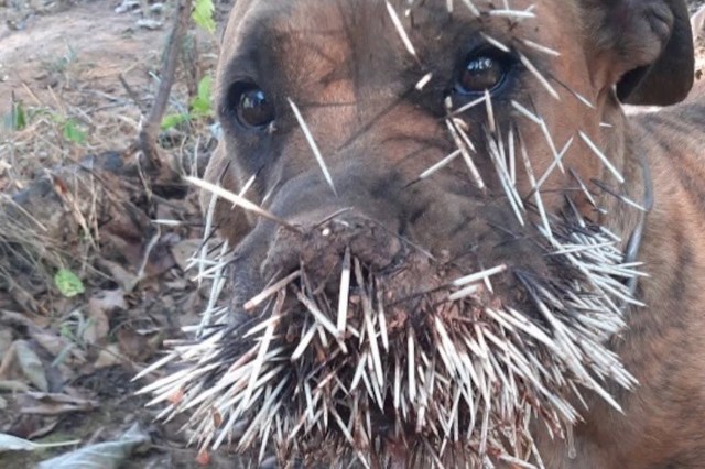 A brown dog has dozens of porcupine quills stuck to its mouth and face.