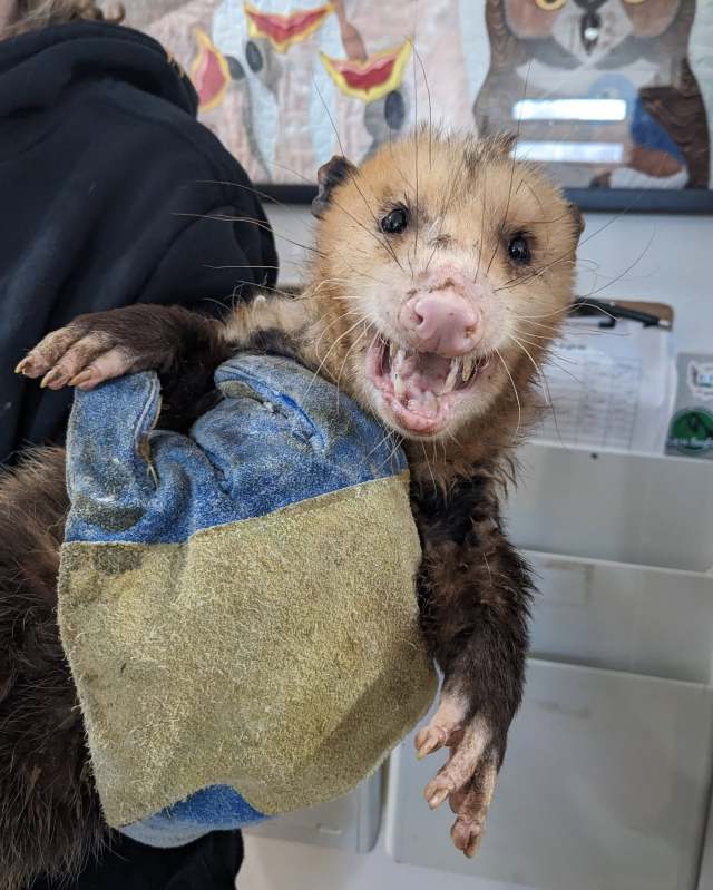 A rescue worker holding an opossum.