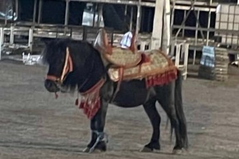 A pony adorned with a decorative saddle stands with its front legs bound together.