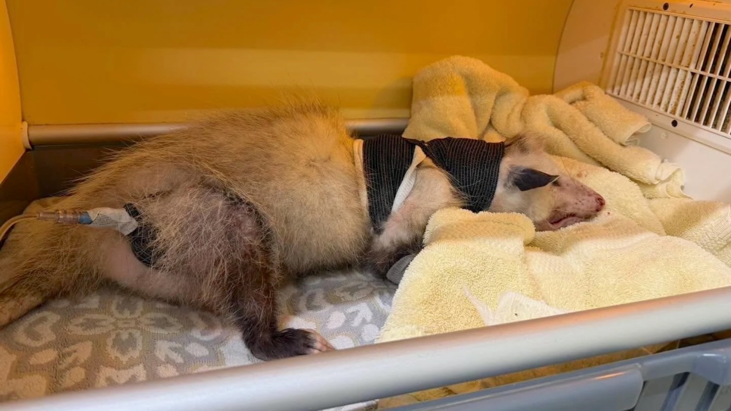 An opposum lying on a towel in a medical enclosure with a tube attached.