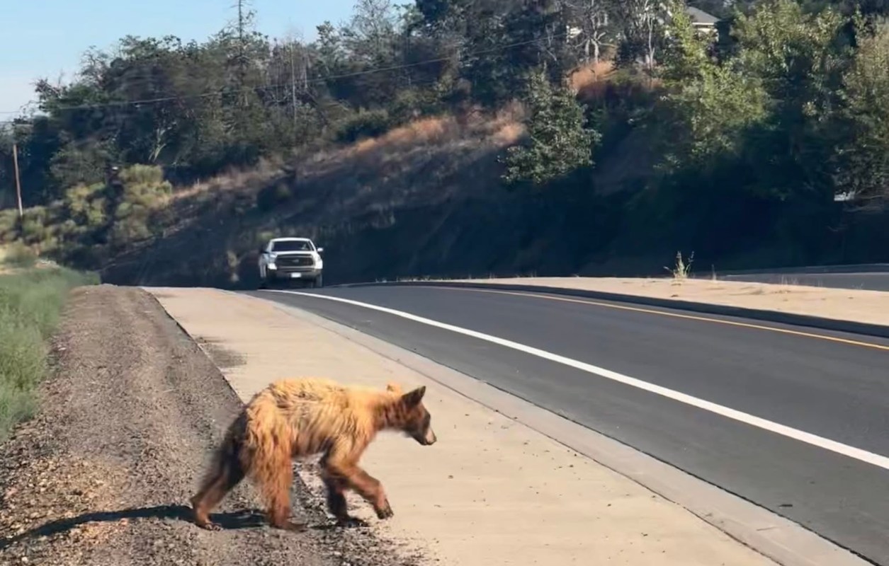 A bear walks along the roadside as a white truck approaches in the background.
