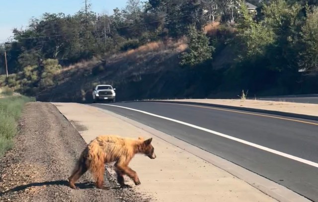A bear walks along the roadside as a white truck approaches in the background.