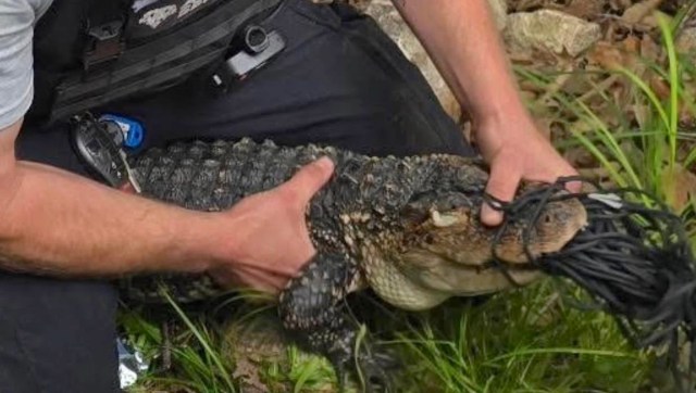 A person holds a small alligator while removing tangled cords from its mouth in a grassy area.