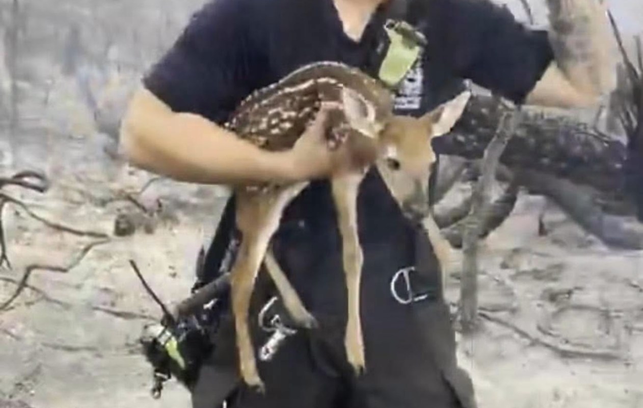 A person holding a rescued fawn in a burnt, barren landscape.