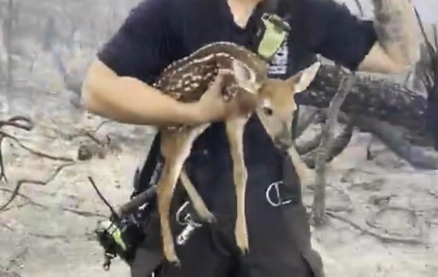 A person holding a rescued fawn in a burnt, barren landscape.