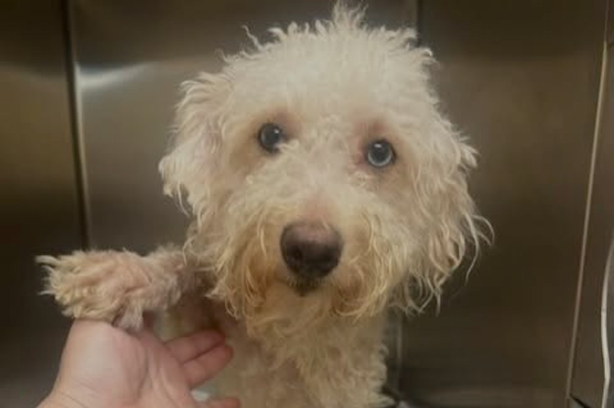 A small, fluffy dog with blue eyes in a shelter cage reaches out a paw toward a person's hand.