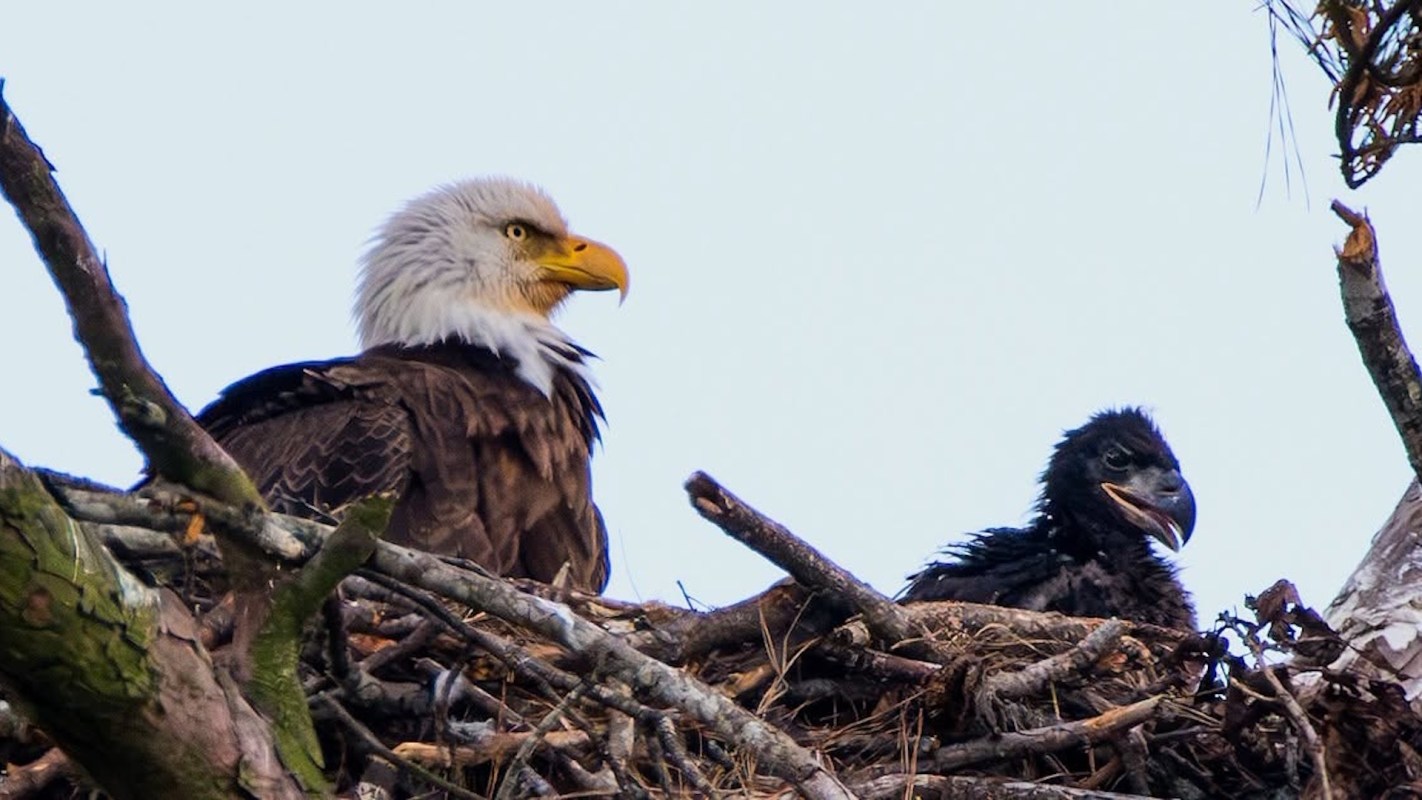 A mature bald eagle sits beside its nestling in a tree, surrounded by branches and a clear sky.