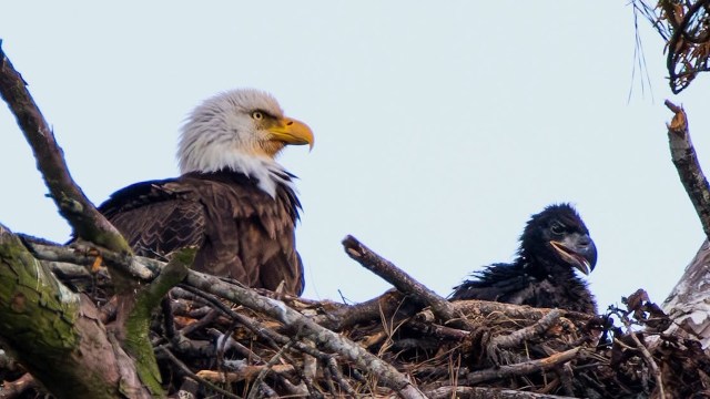A mature bald eagle sits beside its nestling in a tree, surrounded by branches and a clear sky.