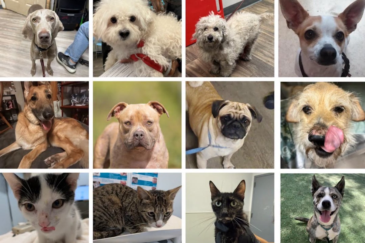 A collage of dogs and cats of varying breeds.