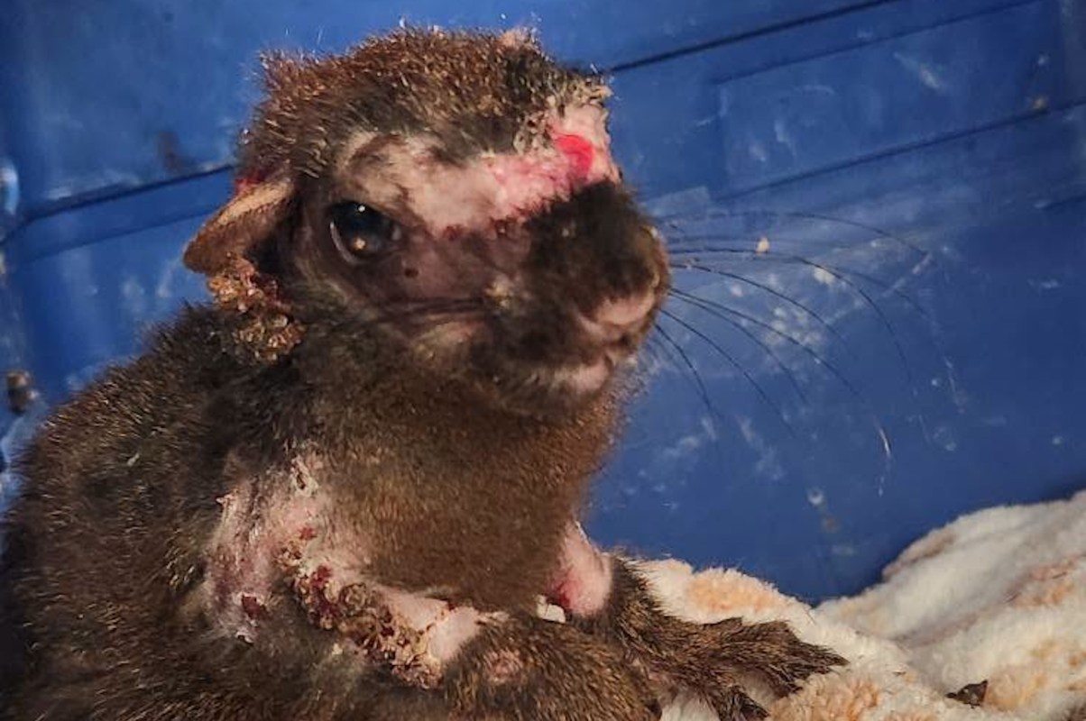 A small squirrel with pox marks sits on a soft surface in a blue container.