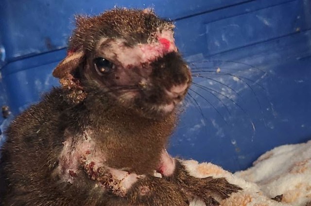 A small squirrel with pox marks sits on a soft surface in a blue container.