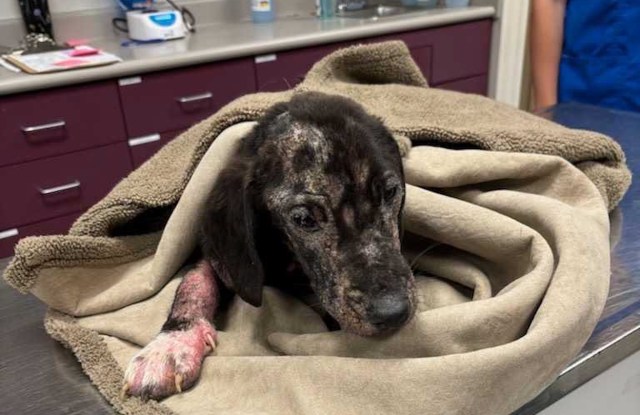 A sick dog wrapped in a blanket, showing skin issues, at a veterinary clinic with equipment in the background.