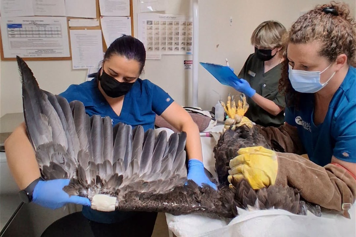 Three veterinary staff are treating an injured eagle, with one examining its wing and others assisting.