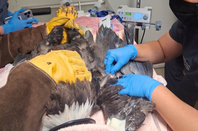 An eagle is being treated by a person wearing gloves in a clinical setting.