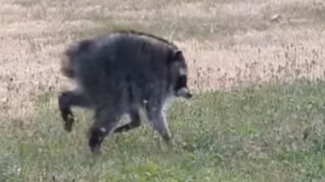 Jimothy the raccoon.