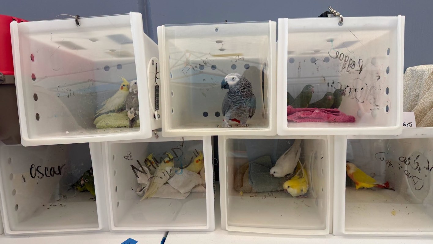 Several birds are in transparent containers arranged in two stacked rows, with various species visible inside.