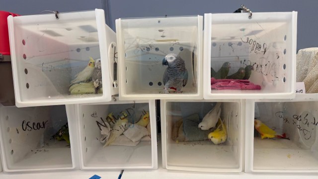 Several birds are in transparent containers arranged in two stacked rows, with various species visible inside.