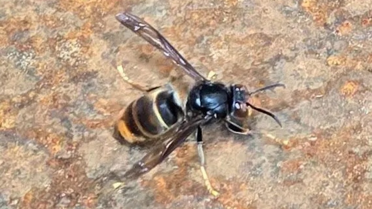 A close-up of a yellow-legged hornet resting on a textured surface.