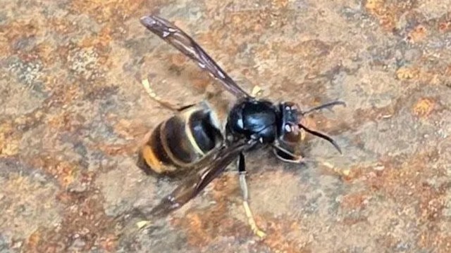 A close-up of a yellow-legged hornet resting on a textured surface.