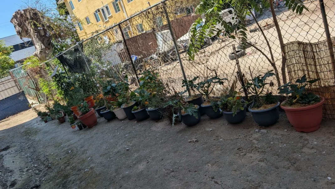 A Los Angeles renter says a container garden they created in a shared backyard could soon be removed after the landlord objected that no permission had been given.