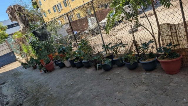 A Los Angeles renter says a container garden they created in a shared backyard could soon be removed after the landlord objected that no permission had been given.