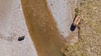 Two bears near a shallow stream, surrounded by gravel and grass in a natural landscape.