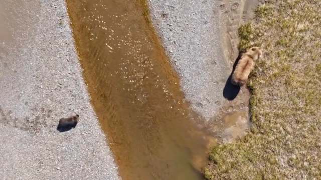 Two bears near a shallow stream, surrounded by gravel and grass in a natural landscape.