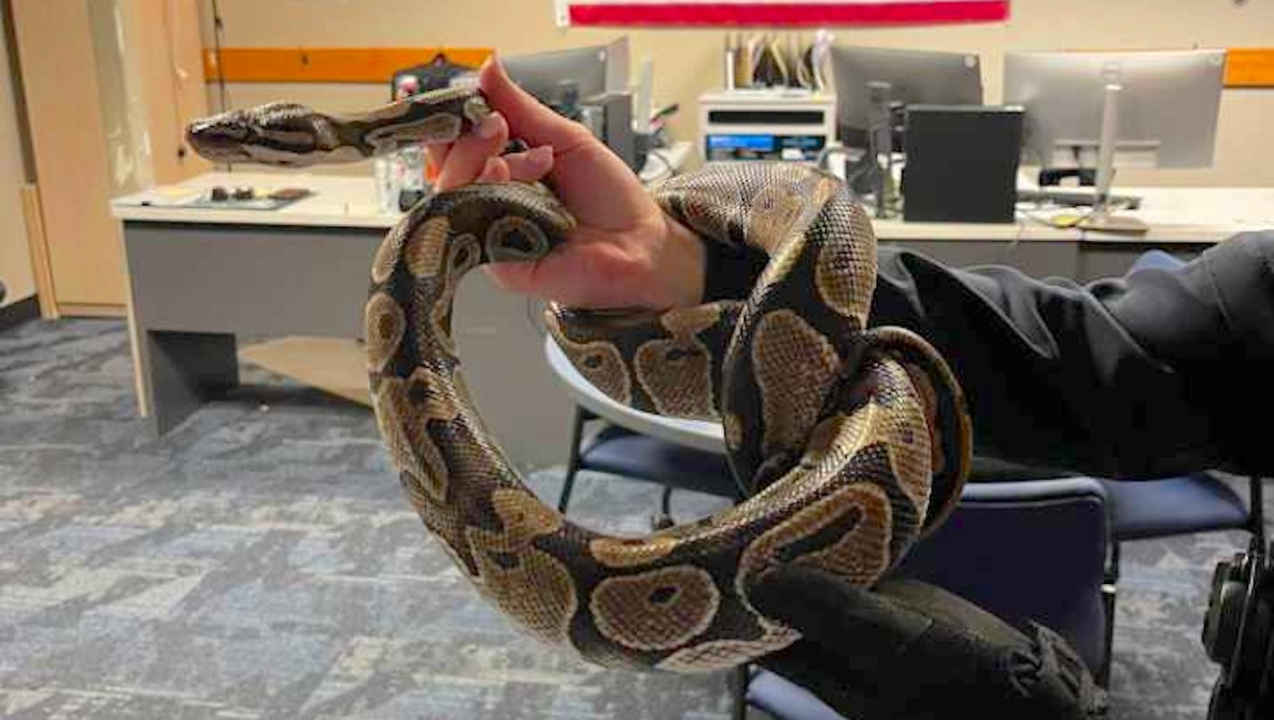 A person holding a python coiled around their arm.