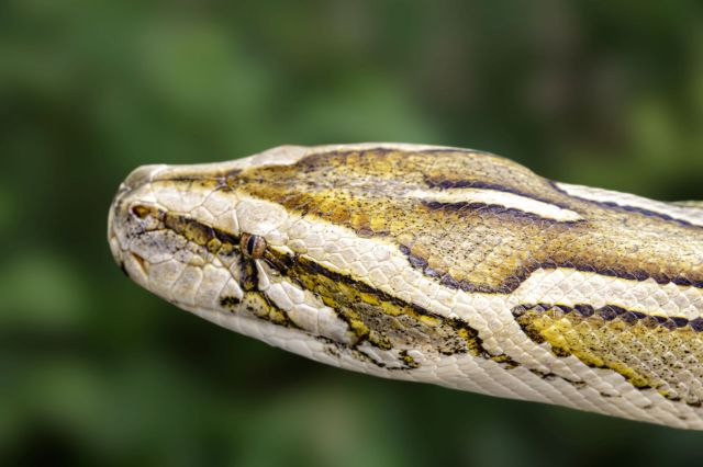 A close-up of a colorful python's head showing detailed scales and features against a blurred green background.