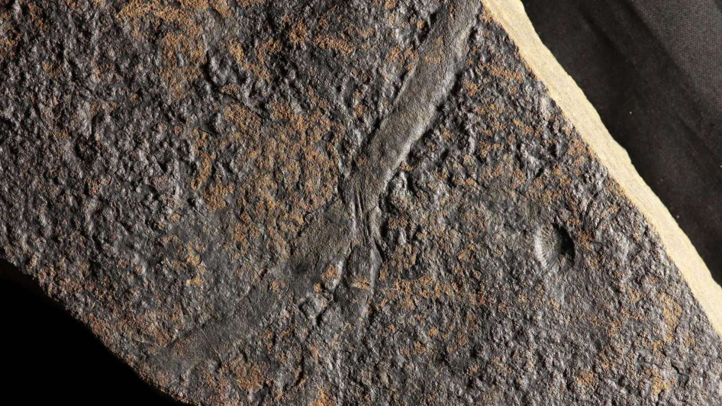 A fossil slab.