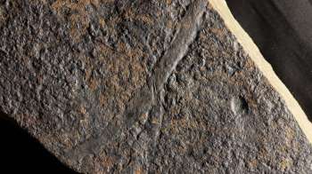 A fossil slab.