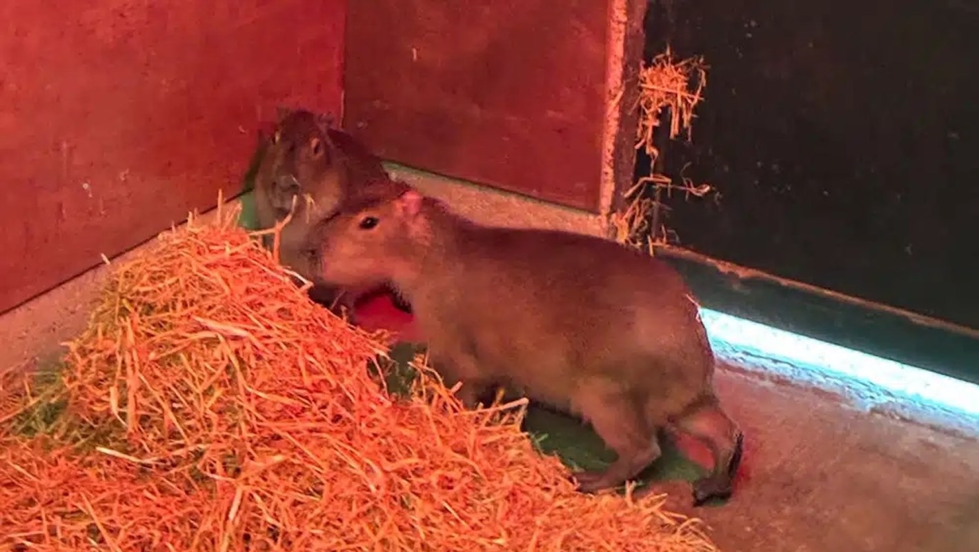 Two capybaras are resting together on a bed of straw inside a barn enclosure.