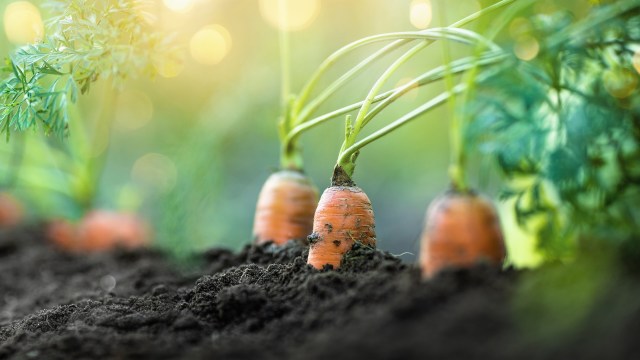 Three carrot tops poking out of dark soil.