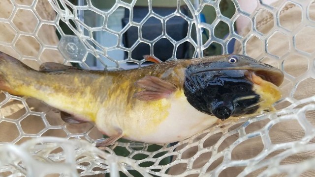 A catfish with a black spot on its head.
