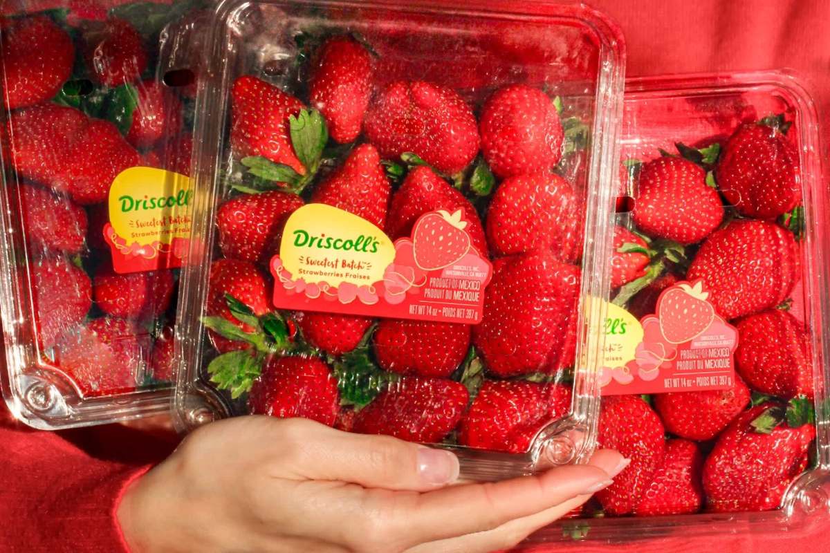Three containers of ripe red strawberries with Driscoll's brand labels, held by a hand against a red background.