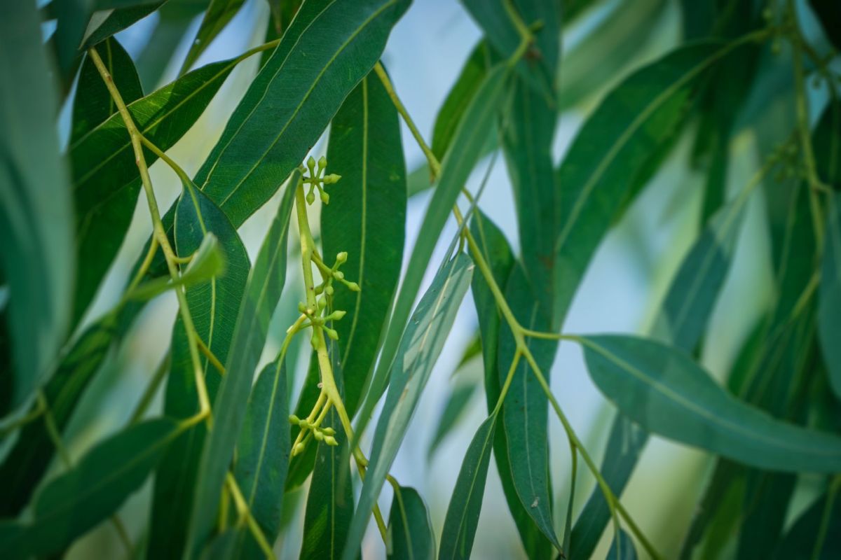 Leaves on a eucalyptus tree.