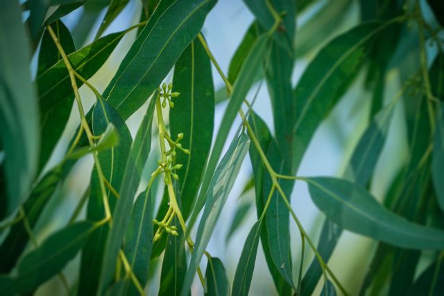 Leaves on a eucalyptus tree.