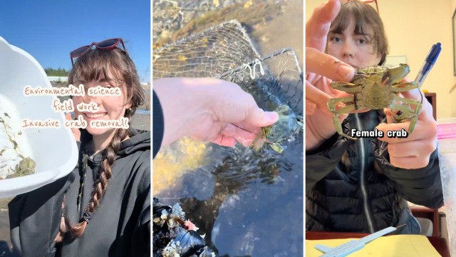 A person conducts invasive crab removal, showcasing a female crab and fieldwork activities in environmental science.