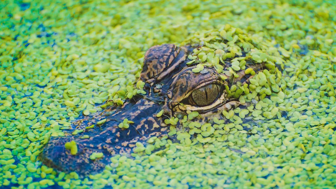 A alligator partially submerged in water covered with vegetation.